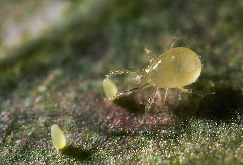 Controllo efficace della mosca bianca attraverso acari predatori