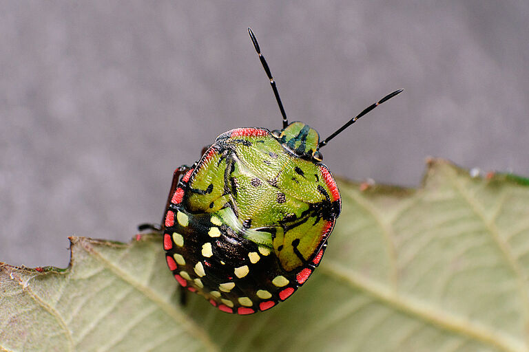 Nymph of the Southern Green Stink bug Nezara viridula