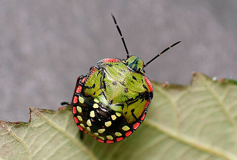 Cimice verde