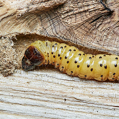 Larva of wood leopard moth Zeuzera pyrina on tree bark