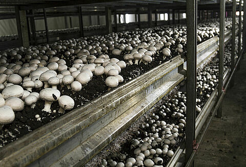 Funghi