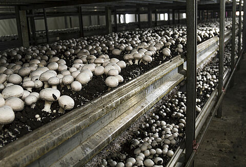 Funghi