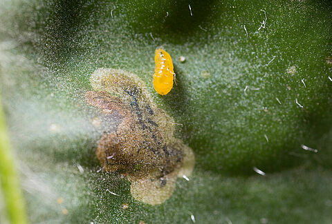 Mosca minatrice americana della gerbera