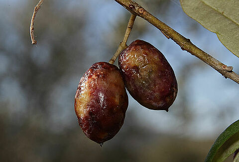 Mosca dell'olivo