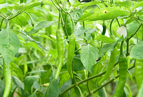 Peperoncino