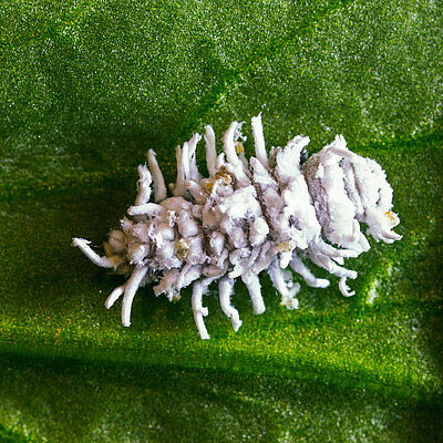 Crypolaemus montrouzeri stadio larvale