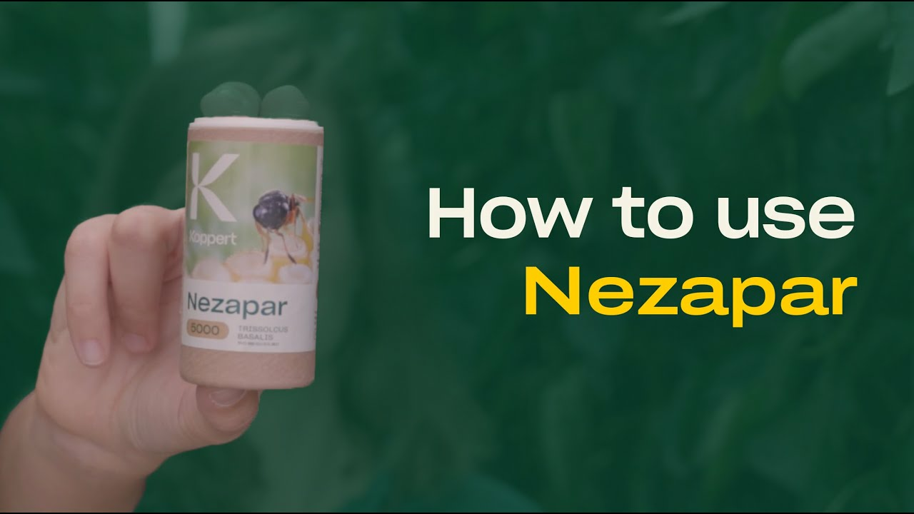 How to use Nezapar - Parasitic Wasps (Trissolcus basalis) - Control Green Stink Bugs
