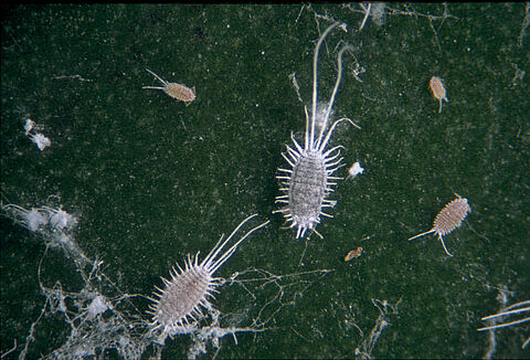 Cotonello longiraggiato