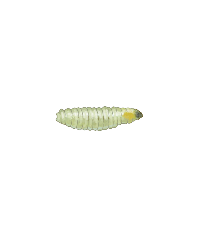 Tomato leaf miner Liriomyza bryoniae larva