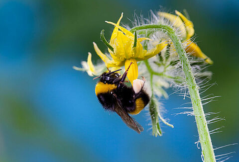Informazioni essenziali sull'impollinazione alle alte temperature