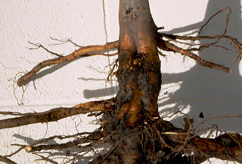 Marciume del colletto