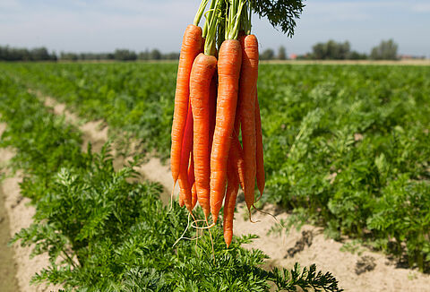 Carota