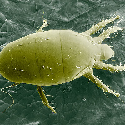 Microscopic picture of Broad mite Polyphagotarsonemus latus