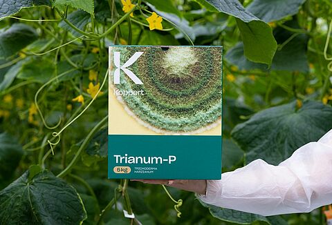 Trianum controlla efficacemente il Pythium nel cetriolo