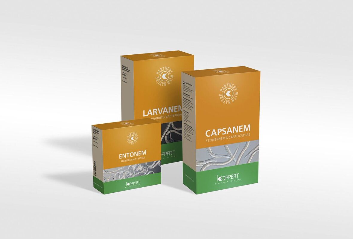 Come si producono i "Piccoli Eroi" di Koppert