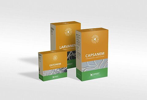 Come si producono i "Piccoli Eroi" di Koppert