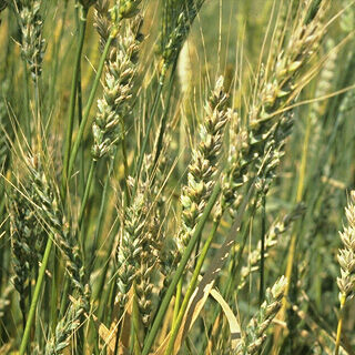 Wheat bunt Tilletia tritici