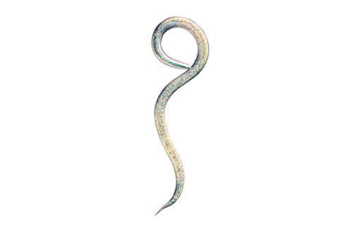 Nematodi benefici