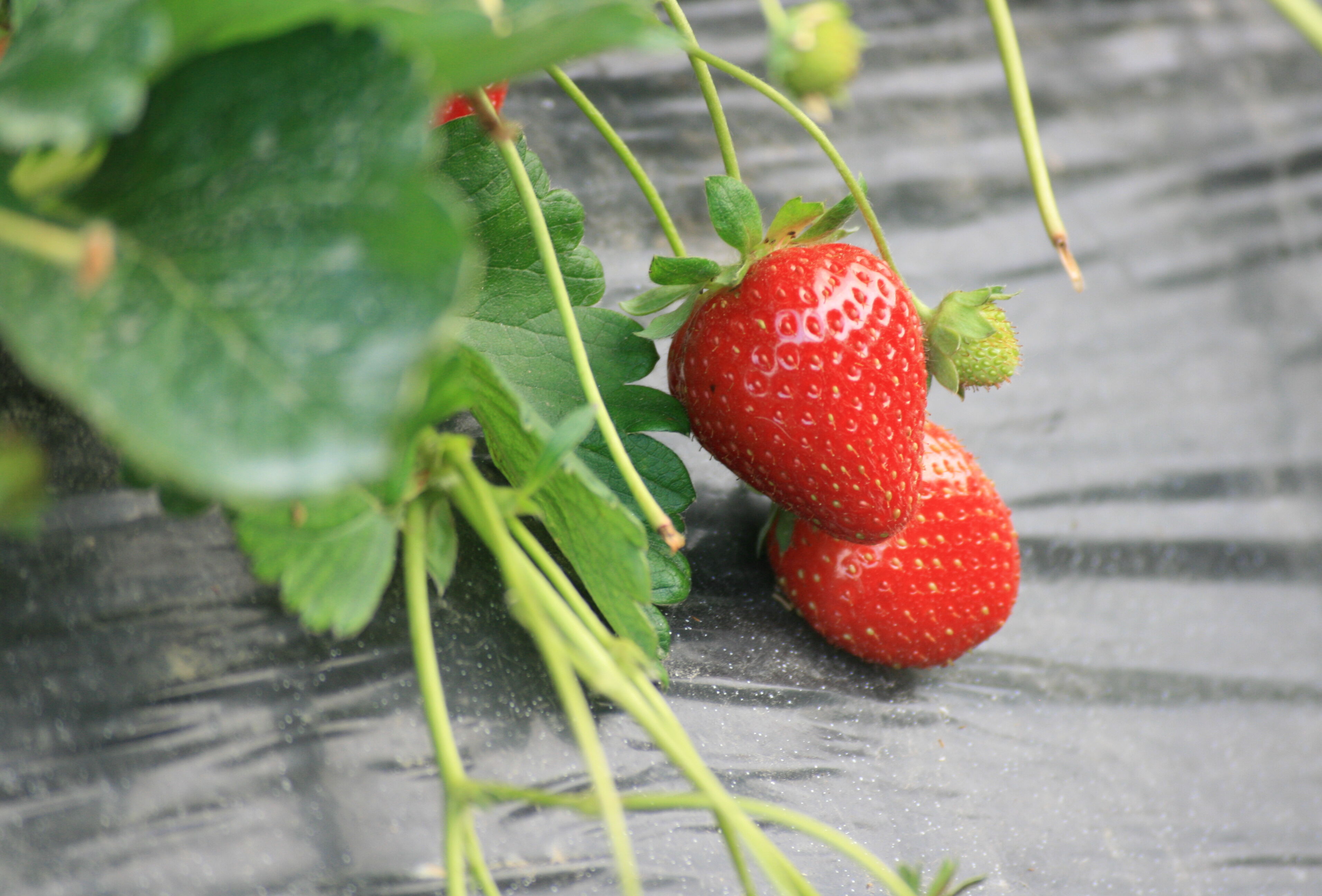 Fragola: la prima difesa integrata