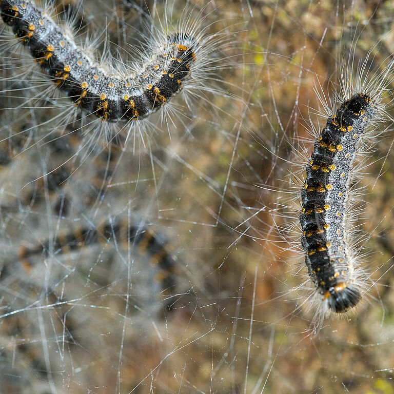 Oak Processionary Moth Thaumetopoea processionea Brochure