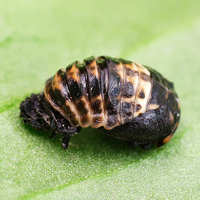 Adalia bipunctata stadio pupale