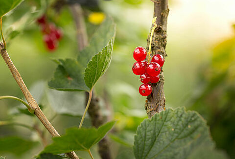 Ribes rosso