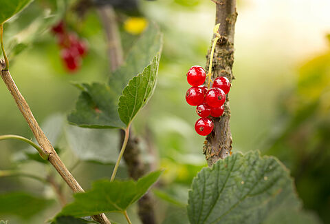 Ribes rosso