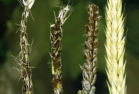 Carbone del frumento