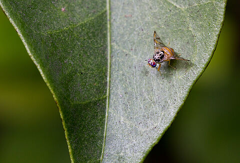 Mosca mediterranea della frutta