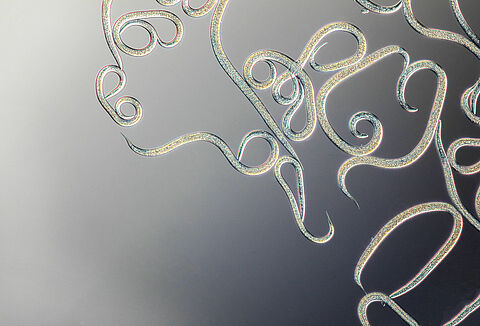 Uso dei nematodi: 50 anni di esperienza Koppert