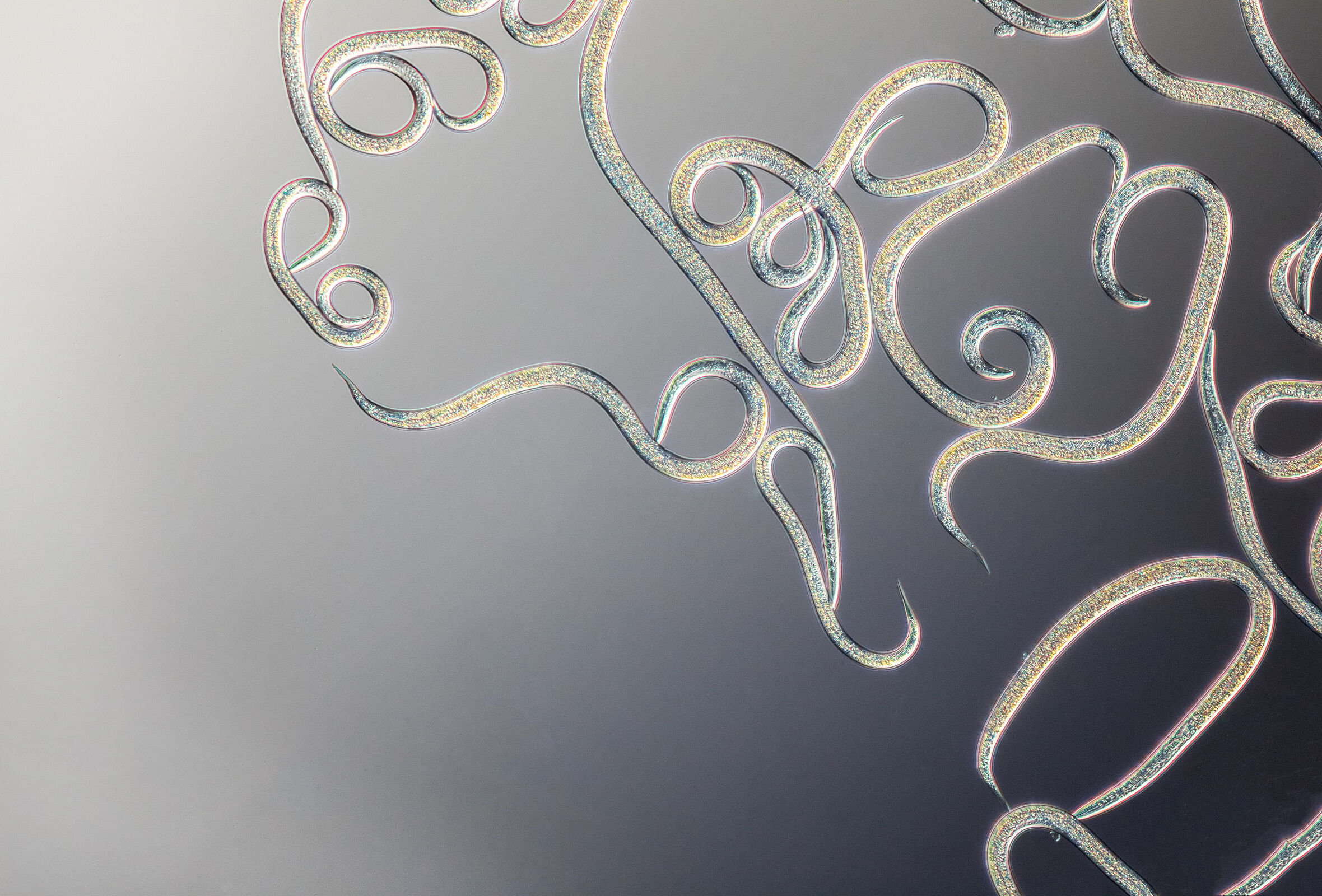 Uso dei nematodi: 50 anni di esperienza Koppert