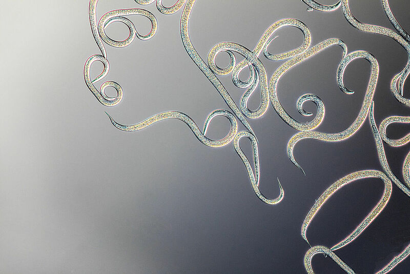 Nematodi.jpg