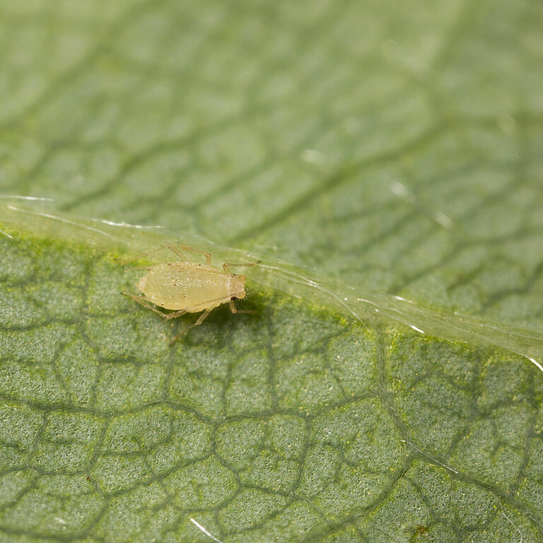 Strawberry aphid Chaetosiphon fragaefolii on leaf