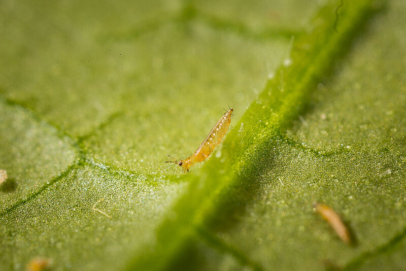 Frankliniella_occidentalis_Koppert_BIological_Systems-15.jpg