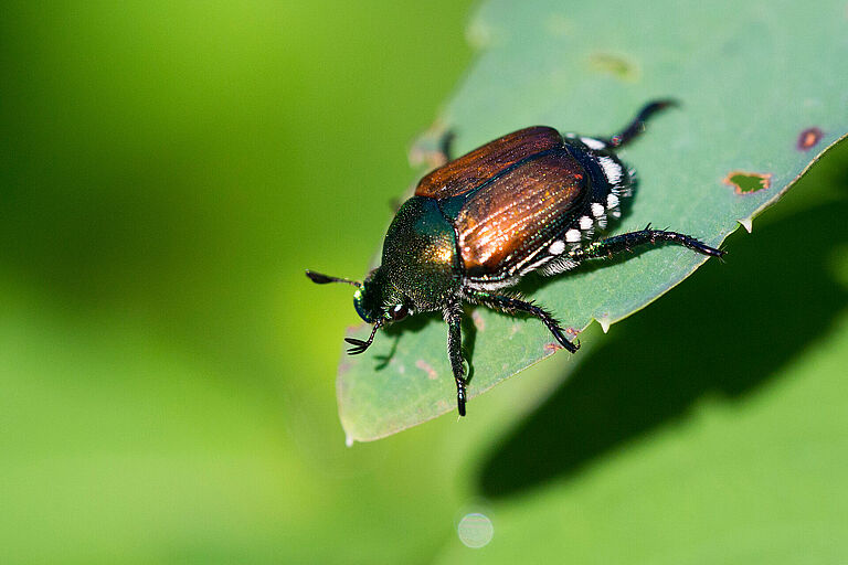 Japanese Beetle Popillia japonica Adult Beetle
