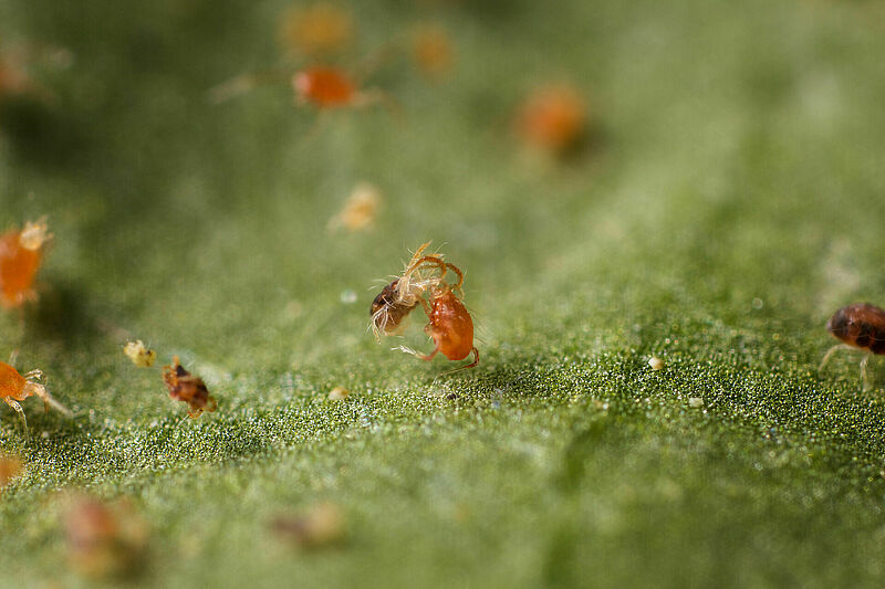 Phytoseiulus_persimilis_Koppert_BIological_Systems-6__1_.jpg