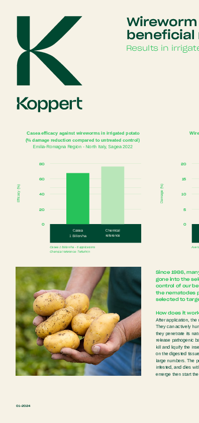 Controllo dei tarli nelle patate