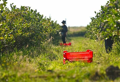 Sì, sono soddisfatto di Natupol Booster e dei servizi di Koppert!