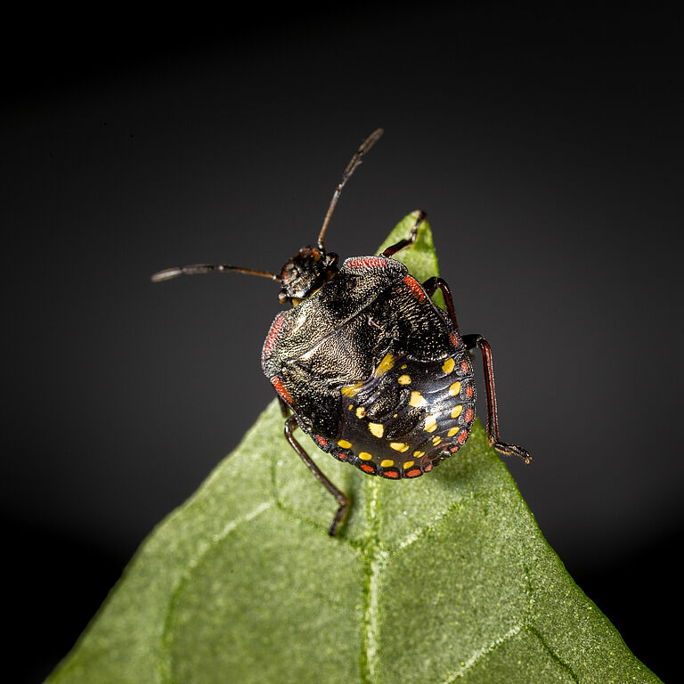 Nymph of the Southern Green Stink bug Nezara viridula