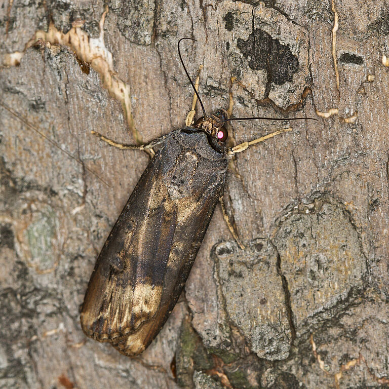 Black cutworm Agrotis ipsilon adult stage