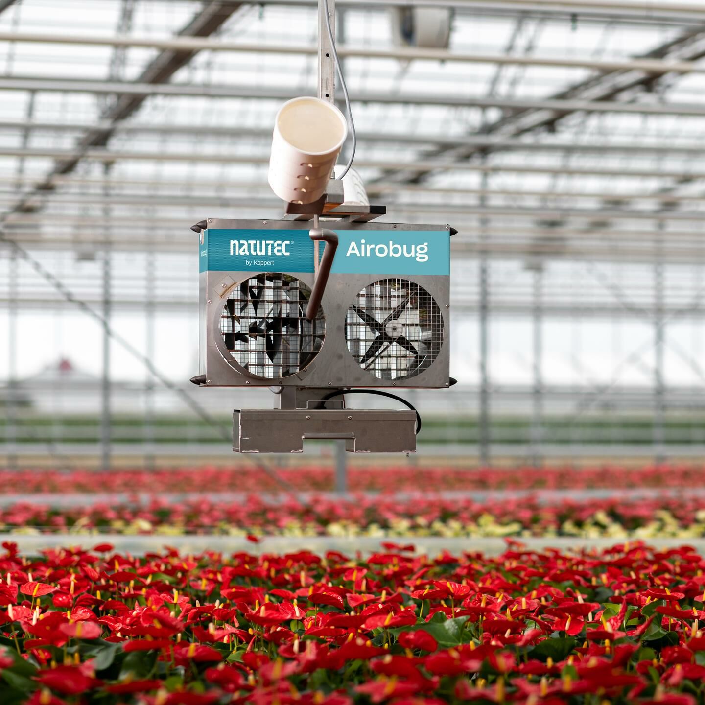 Controllo dei tarli nelle patate