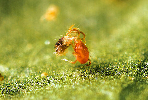 Controllo efficace del ragnetto rosso con acari predatori