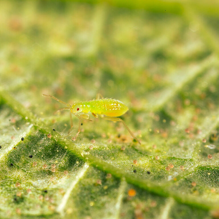 Macrolophus pygmaeus giovane ninfa