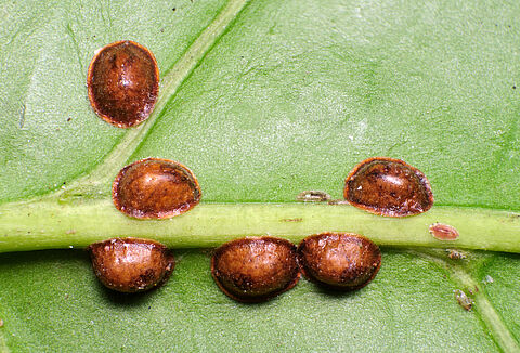 Cocciniglia mezzo grano di pepe