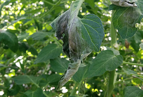 Peronospora della patata e del pomodoro