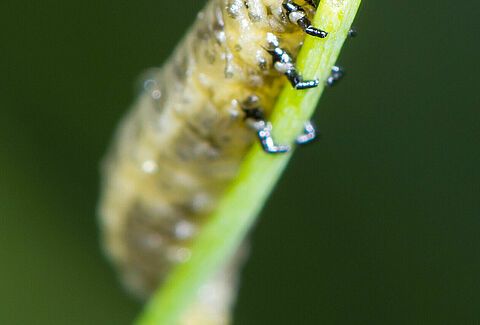 Criocera dell'asparago