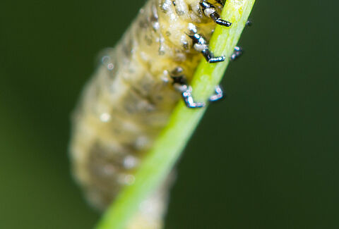 Criocera dell'asparago