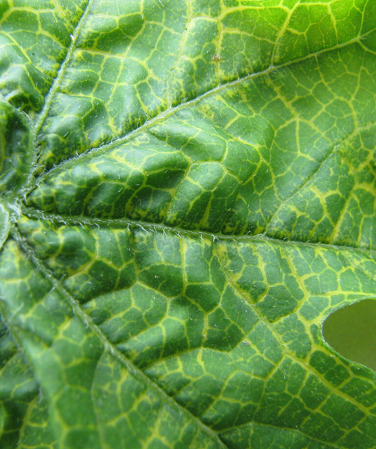 Basal rot Fusarium oxysporum on Bittergourd