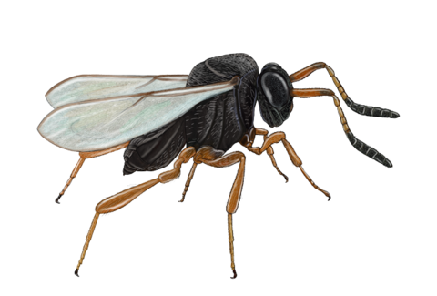 Vespe parassite