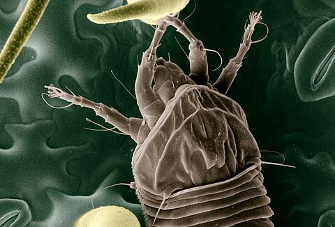 Eriofide rugginoso del pomodoro